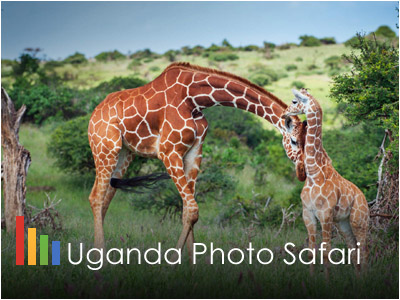 Uganda Gorilla Photo Safari