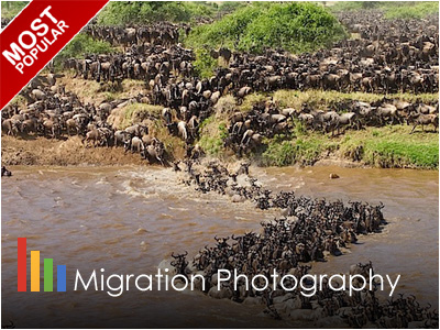 Masai Mara Wildebeest Migrations Safari
