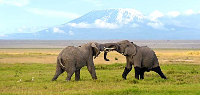 Amboseli National Park Day Trip
