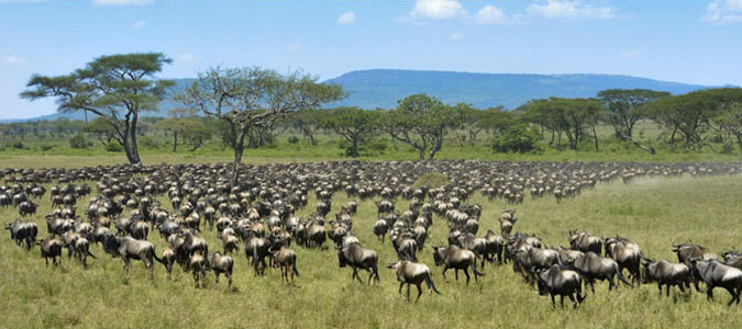 Masai Mara National Reserve Kenya