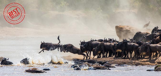 Wildebeest Migration Wildlife Safari
