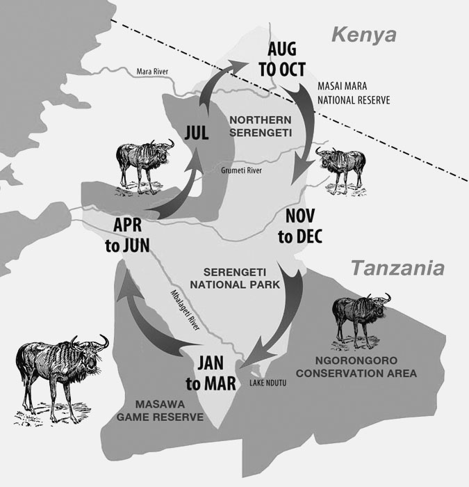 Masai Mara Wildebeest Migration Route Map