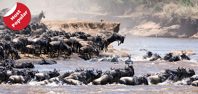Masai Mara Migrations Kenya Safari