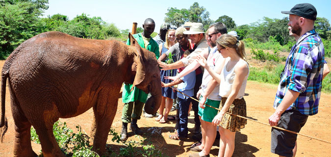 Nairobi David Sheldrick Elephant Orphanage