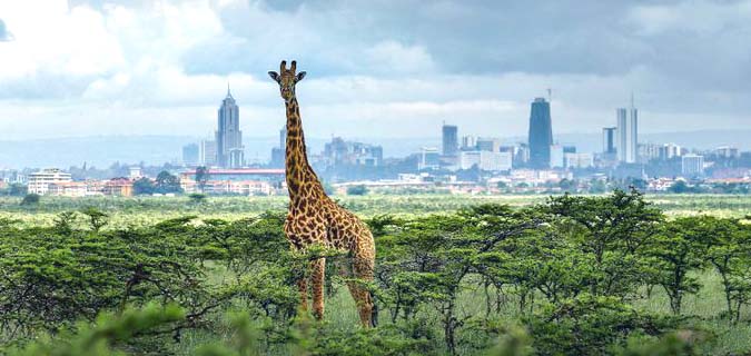 Nairobi Safari Tour Nairobi National Park