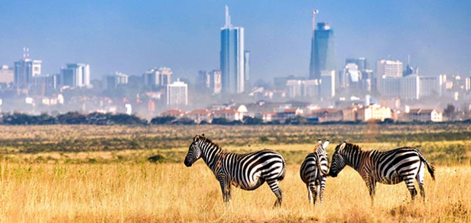 Nairobi Safari Tour City Game Drive