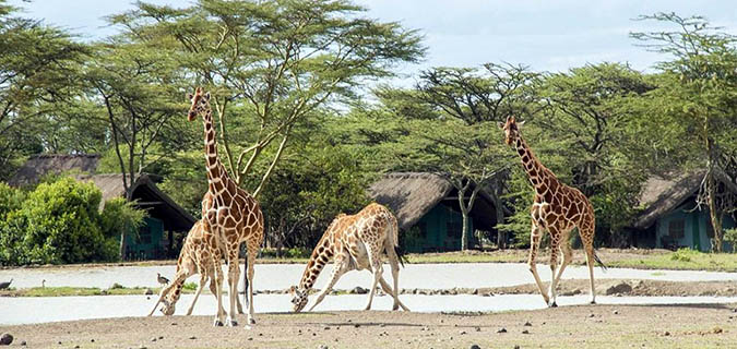 Ol Pejeta - Sweetwaters Day Safari from Nairobi