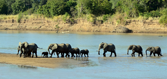 Zambia Luangwa National Park