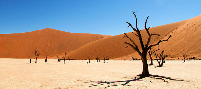 namib desert namibia sand dune safari photo