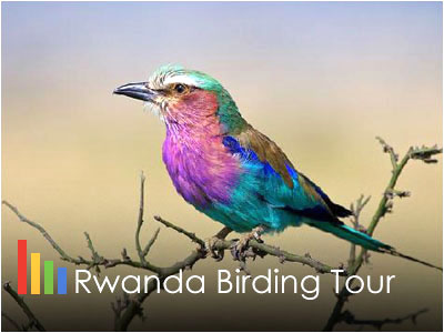 Rwanda Bird-Watching Safari Tour