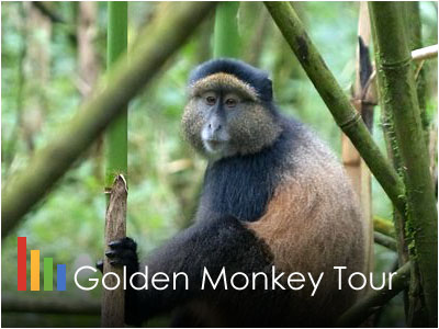 Rwanda Golden Monkeys Safari