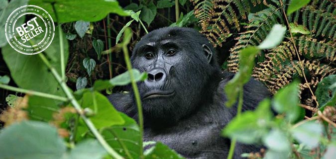 rwanda volcanoes gorilla tracking safari photo