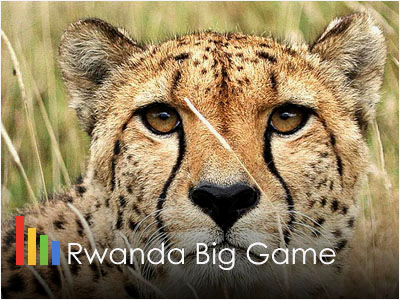 Rwanda Big Game Wildlife Safari