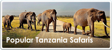 Tanzania Wildlife Safaris Guide