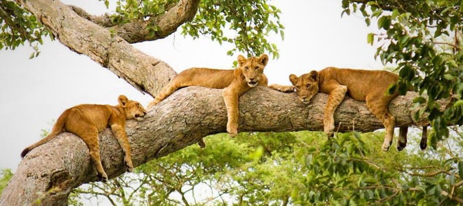 Lake Manyara National Park - Tree Lions
