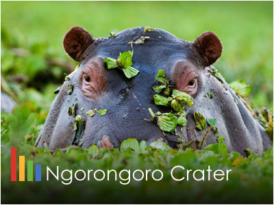 Ngorongoro Crater Safari Tour