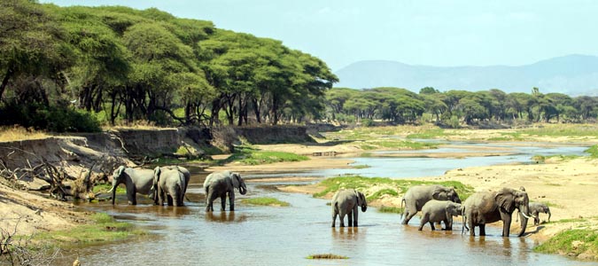 Ruaha National Park - Tanzania Safari