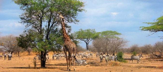 Selous Game Reserve - Tanzania Safari