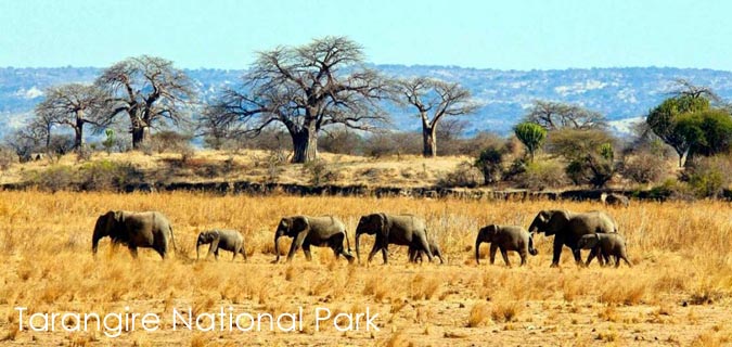 tarangire safari tanzania elephants baobab trees