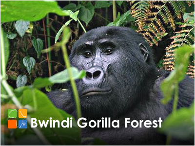 Bwindi Gorilla Forest Safari Hotels