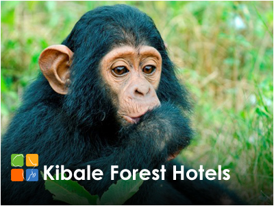 Uganda Kibale Forest Hotels and Safari Lodges