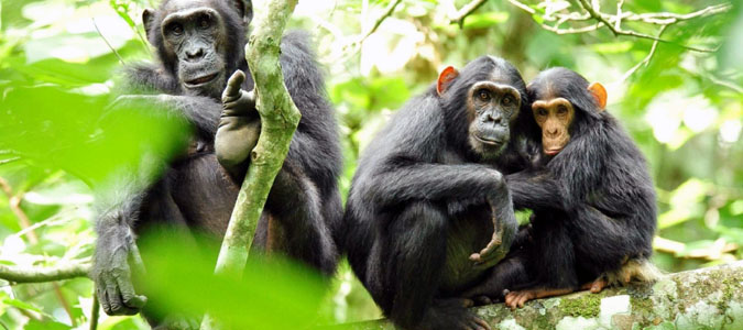 Kibale Forest National Park - Uganda