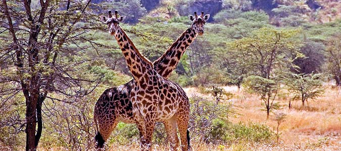 Kidepo Valley National Park - Uganda