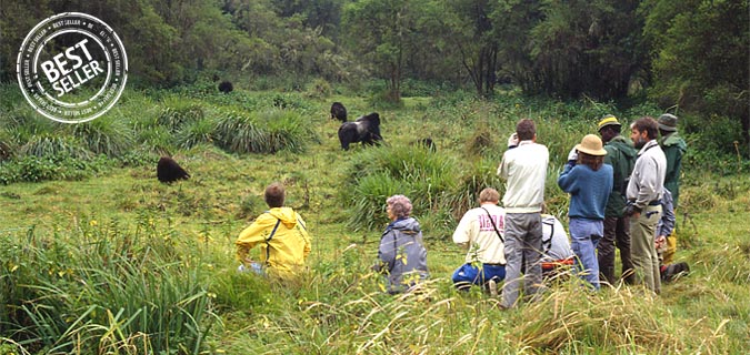 uganda bwindi gorilla tracking safari photo