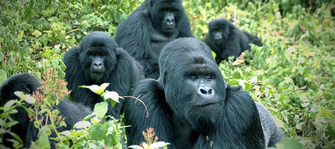 Bwindi Impenetrable Gorilla Safari - Uganda