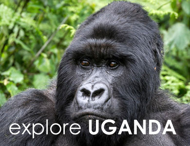 Uganda Mountain Gorilla Safaris