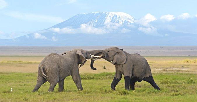 Tortilis Camp Amboseli Kenya